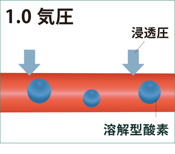 毛細血管の拡大図